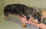 Ed,ruwh black and tan teckel kreeg 4jr geleden met succes acupunctuur voor rugklachten. Nu weer een acute hernia.